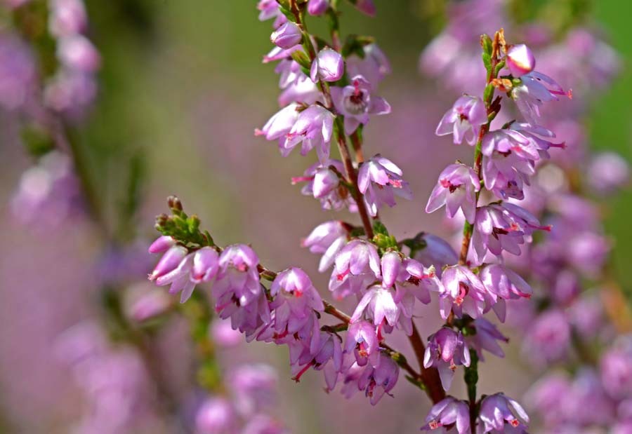 Heideblüte › Hofgut Kaltenbach